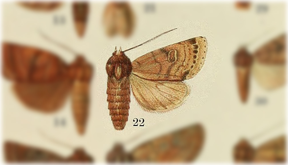 Eriopyga glaucistis