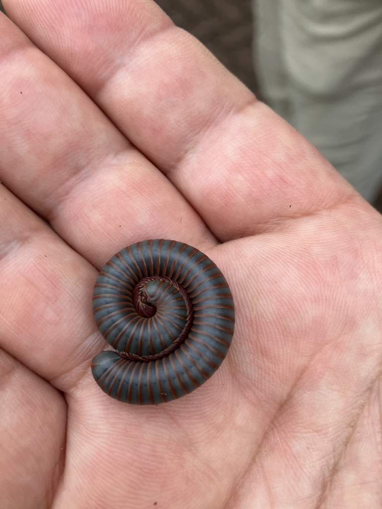 American Giant Millipede Complex from La Harpe Blvd, Little Rock, AR