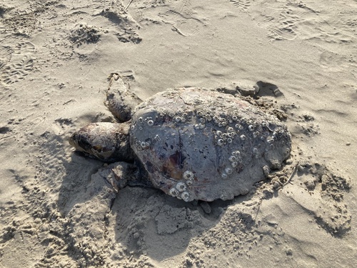 Loggerhead Sea Turtle photographed in Virginia