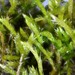 Brachythecium albicans - Photo (c) Don Loarie,  זכויות יוצרים חלקיות (CC BY-NC-SA)