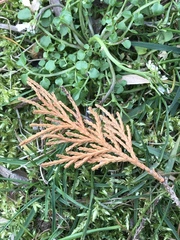 Cupressus × leylandii