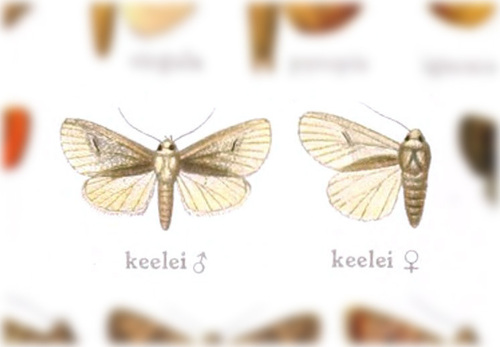 Parabarrovia keelei