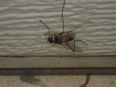 Cholomyia inaequipes