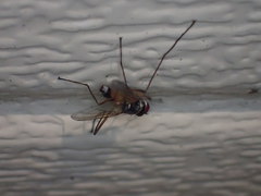 Cholomyia inaequipes