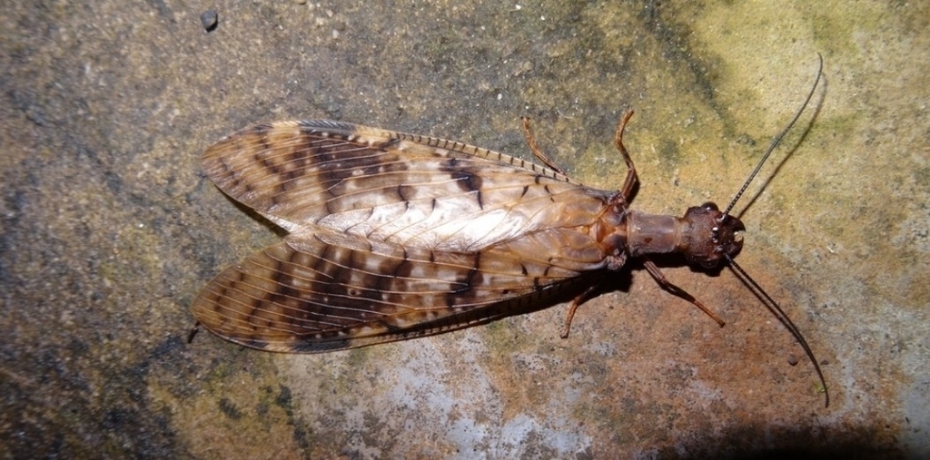 Corydalus liui