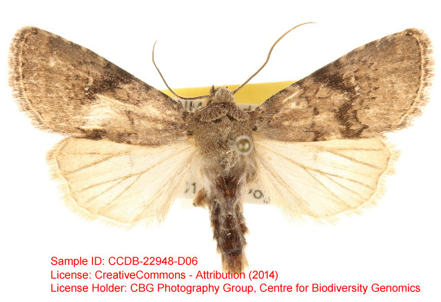 Homorthodes gigantoides