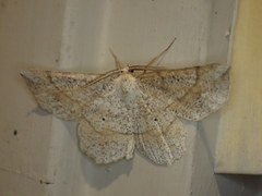 Euchlaena deplanaria