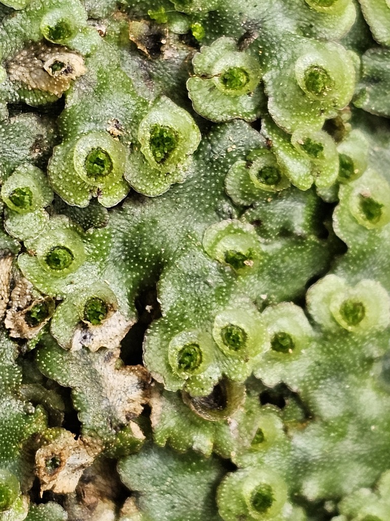 Marchantia emarginata from 336台灣桃園市復興區 on November 8, 2023 at 01:51 PM ...