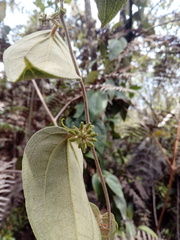 Smilax tomentosa