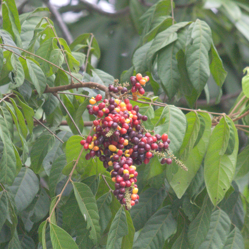 Lepisanthes rubiginosa, photograph 1