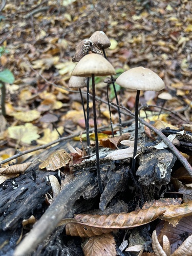 garlic parachute (Mycetinis alliaceus)