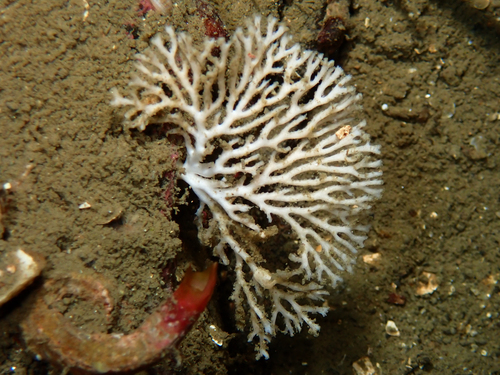 Representative image of Hornera lichenoides