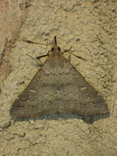 Sober Renia Moth photo 3