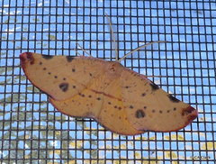 Onycodes traumataria