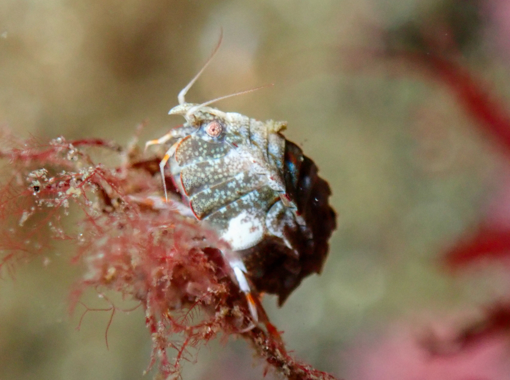 Pleustes panoplus