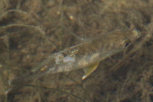 Gerres cinereus
