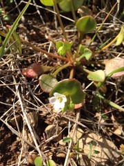 Claytonia rubra