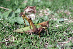 Coryacris angustipennis