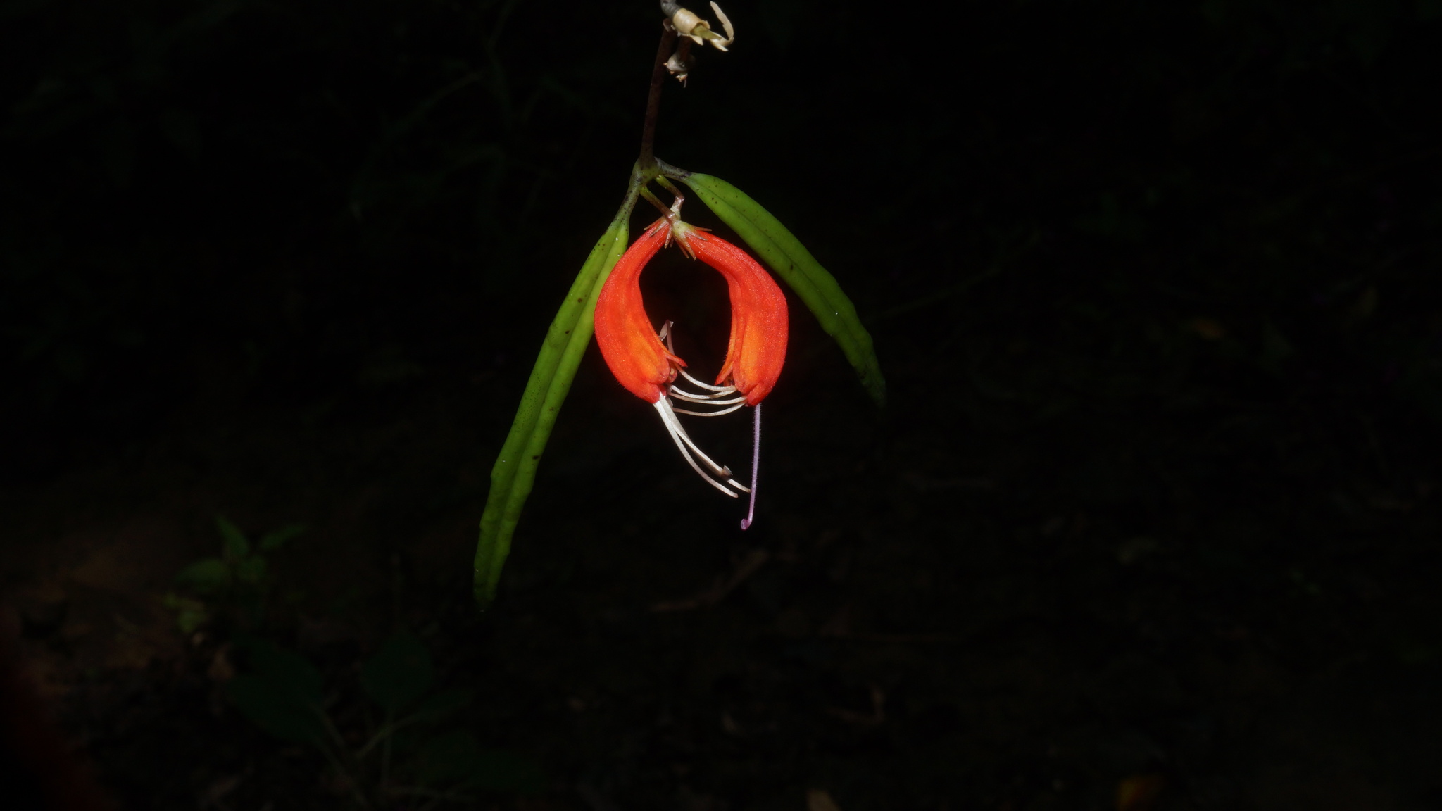Aeschynanthus rejieae Olimpos & Mansibang