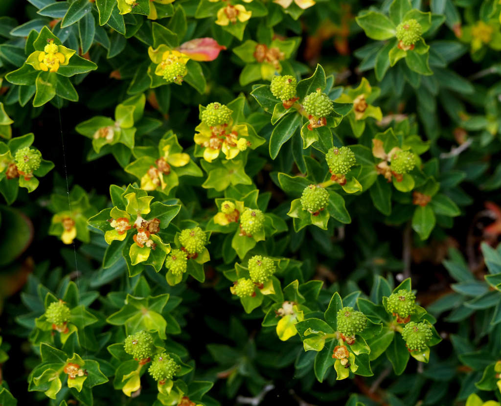 Maltese spurge