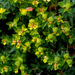 Euphorbia melitensis - Photo (c) Ron Frumkin, algunos derechos reservados (CC BY-NC), subido por Ron Frumkin