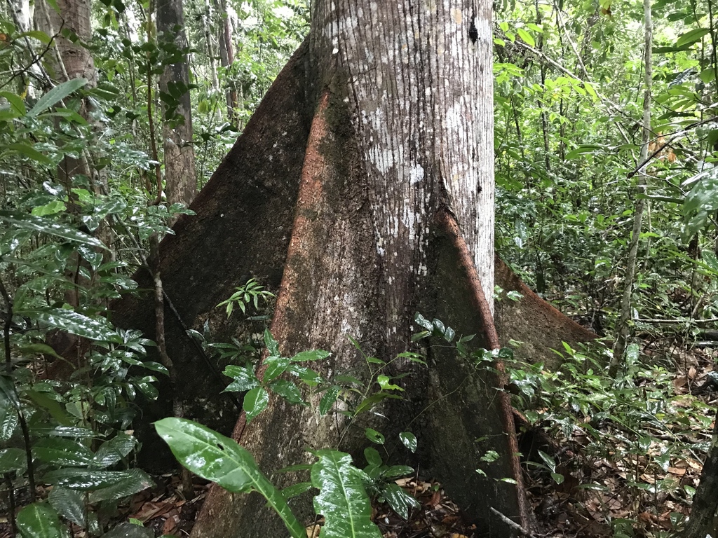 Eriotheca macrophylla