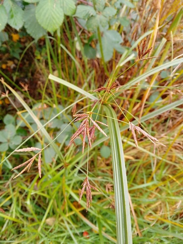 Cyperus longus iNat (3)