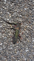 Podarcis muralis maculiventris