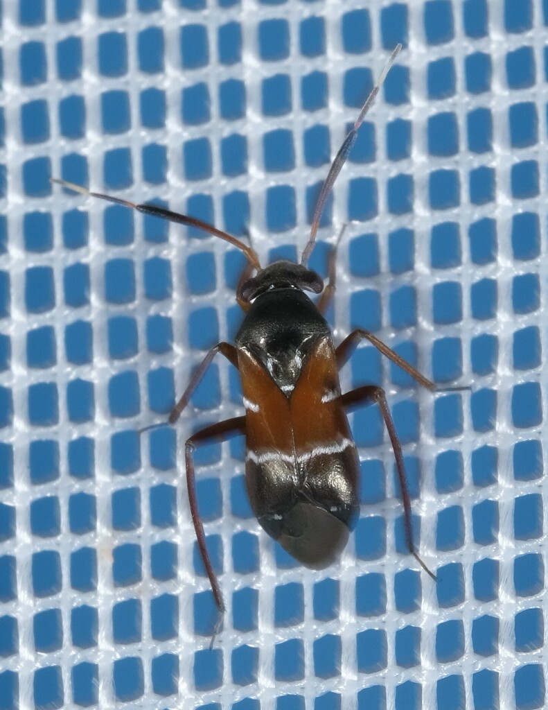 Pilophorus perplexus from Lindhorst, Deutschland on August 11, 2023 at