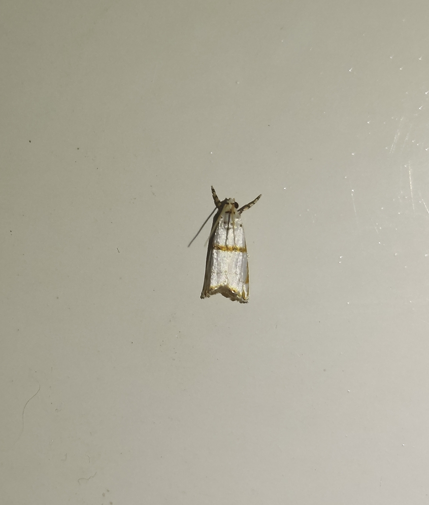 Steneromene azanalis