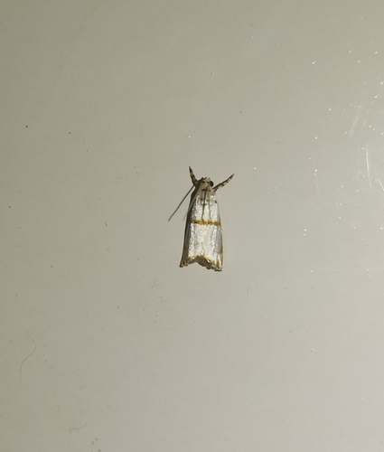 Steneromene azanalis