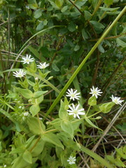 Stellaria littoralis