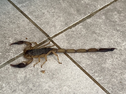 Edward's Bark Scorpion photo 2