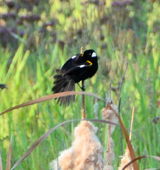 Euplectes albonotatus