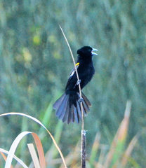 Euplectes albonotatus