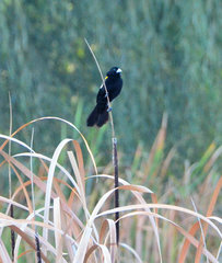 Euplectes albonotatus