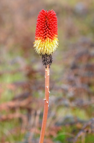 Kniphofia splendida