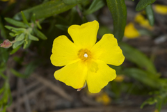 Cistus calycinus