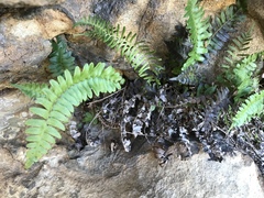 Blechnum punctulatum