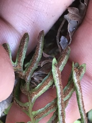 Blechnum punctulatum