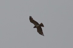 Circaetus beaudouini