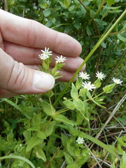 Stellaria littoralis