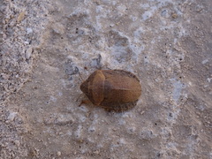 Eurygaster austriaca