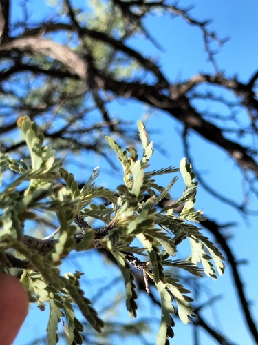 Image of Neltuma articulata by no rights reserved