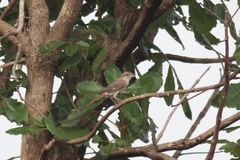Lanius phoenicuroides