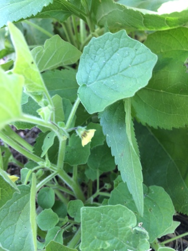 Physalis pubescens var. integrifolia