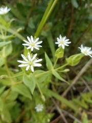Stellaria littoralis
