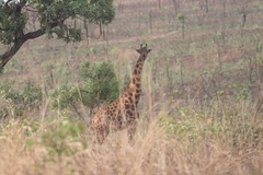 Giraffa camelopardalis antiquorum