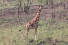 Giraffa camelopardalis antiquorum