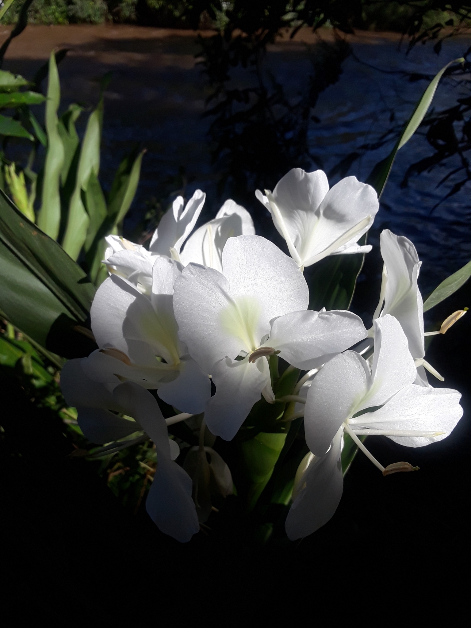 Hedychium coronarium